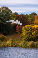 Fototapeta premium seagull in flight