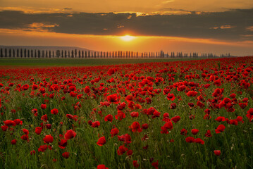 Field with poppies in the sunset