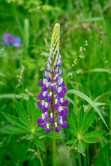 A two-tone (white violet) lonely lupine flower in a summer meadow