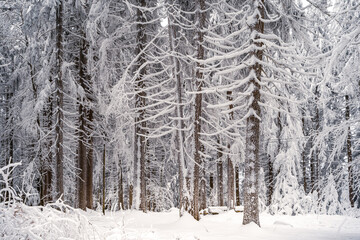 Winter forest with snow in the Bavarian Forest. Harsh winter landscape, beautiful snow-covered fir trees stand on a cold winter day.