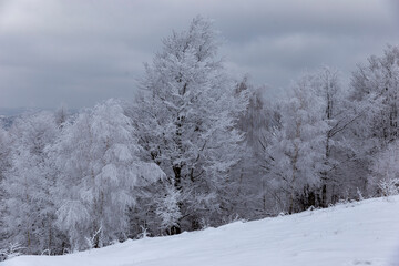 The Carpathian mountains and forest are covered with magical frost and snow. Dreamy view of the...