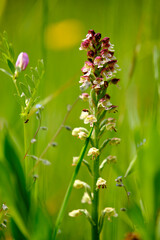 Brand-Knabenkraut, Orchis ustulata,