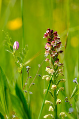 Brand-Knabenkraut, Orchis ustulata,
