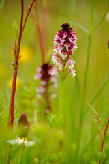 Brand-Knabenkraut, Orchis ustulata,