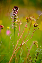 Brand-Knabenkraut, Orchis ustulata,