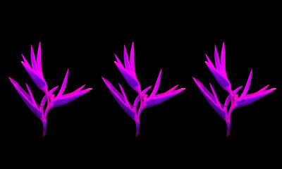 Closeup, Brightness colourful  flowers blossom blooming isolated on black background for stock photo or advertising desing. houseplant, spring floral, pattern, tropical, psittacorum heliconia 