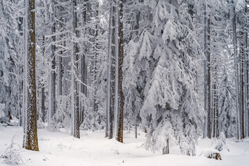 Winter forest with snow in the Bavarian Forest. Harsh winter landscape, beautiful snow-covered fir trees stand on a cold winter day.