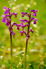 Kleines Knabenkraut, Anacamptis morio, Orchis morio