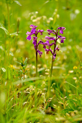 Kleines Knabenkraut, Anacamptis morio, Orchis morio