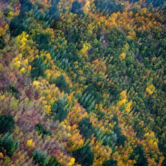 vue aérienne de la forêt à l'automne près de Bannières-sur-Seine dans les Yvelines en France