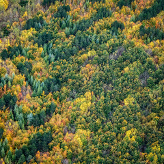 Fototapeta premium vue aérienne de la forêt à l'automne près de Bannières-sur-Seine dans les Yvelines en France