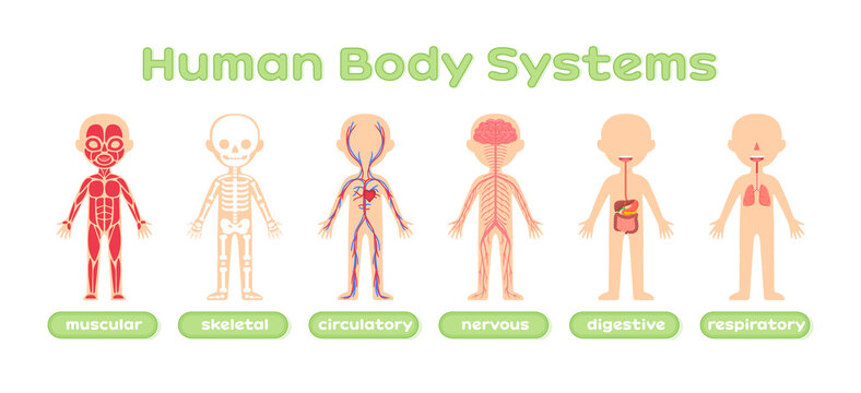 Human Body Systems. Muscular Nervous Circulatory Skeletal and Digestive systems. Template. Color Cartoon style. Set. Illustration for Anatomy and Biology Lesson. Education with Children. Vector.
