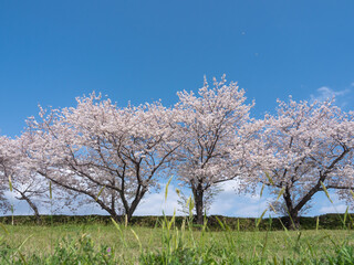 土手の上の桜並木