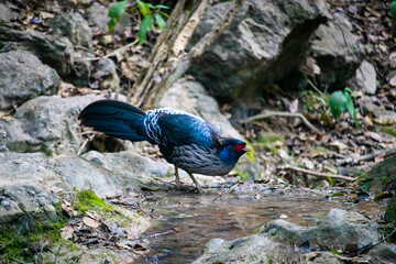 a pheasant in the wild