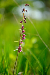 Braunrote Stendelwurz, Braunroter Sitter, Rotbraune Stendelwurz, Epipactis atrorubens