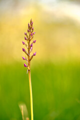 Mücken-Händelwurz, Gymnadenia conopsea