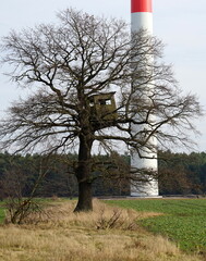 Jagdsitz in einem Baum zwischen Windrädern