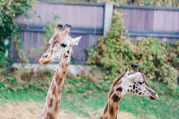Close up portrait of giraffe camelopardalis in nature and zoo