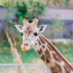 Close up portrait of giraffe camelopardalis in nature and zoo