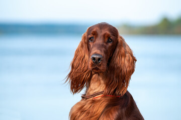 Portrait close-up of the beautiful young irish red setter on a background of on the beach by the sea  on a Sunny day. - obrazy, fototapety, plakaty