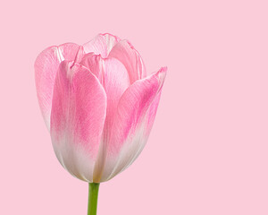Pink-white Tulip flower on pink background, close-up, St. Valentine's Day