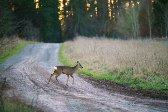 Wild Roe Deer (Capreolus capreolus) on make their eay across meadow grassland in th elate afternoon