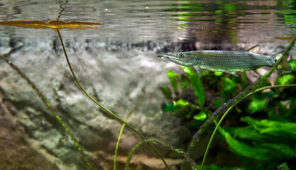 Pike Ctenolucius hujeta hunts small fish. Hujeta Gar Fish swims under the surface of the water