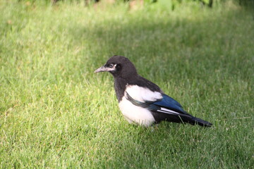 Magpie On The Lawn