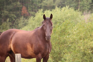 Naklejka premium horse in the field