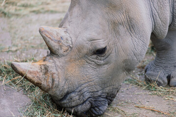 Fototapeta premium Close up photo of a rhino, big old rhinoceros