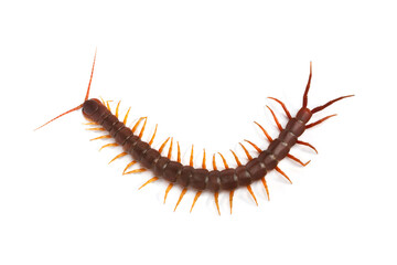 centipede (Scolopendra sp.) Giant centipede isolated on white background. The top view of a living centipede, high resolution images shot in a studio room.
