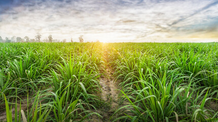 Agriculture, Sugarcane field at sunset. sugarcane is a grass of poaceae family. it taste sweet and...