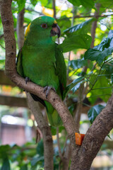 The Yellow-naped amazon parrot (Amazona auropalliata)