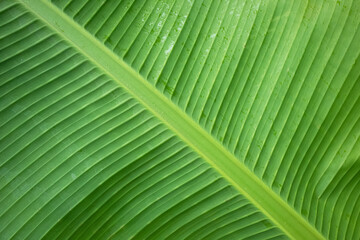 abstract grass green bokeh background