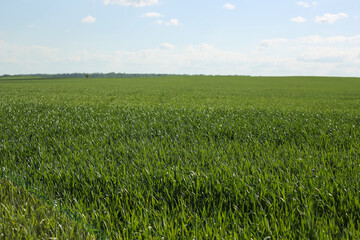 abstract grass green bokeh background