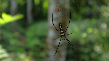 A female northern golden orb weaver or giant golden orb weaver walks on her web with male spider