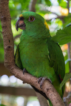 The Yellow-naped amazon parrot (Amazona auropalliata)