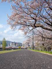 土手の上の桜並木