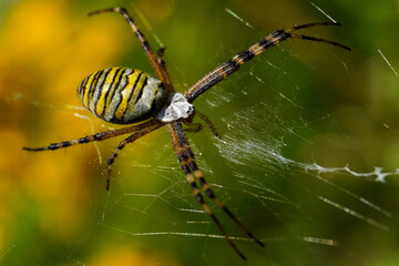 spider on the web