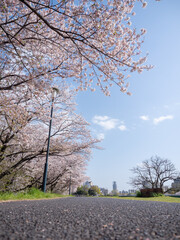 Naklejka premium 土手の上の桜並木