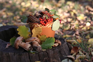 mushrooms in autumn forest