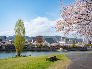 Obraz premium 河川敷の桜
