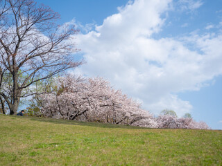 土手の上の桜並木