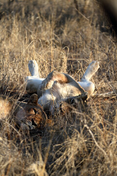 A closeup of relaxing lionesses in a private game reserver in South Africa