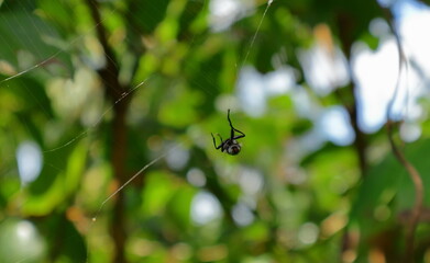 A small house fly caught in a spider web and trying to escape