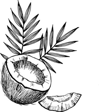 Coconut hend drown skech