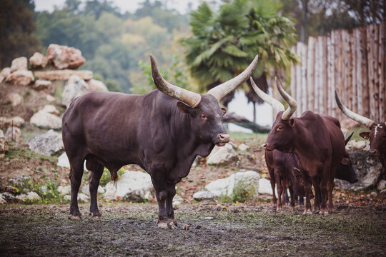 Brown bull in the zoo