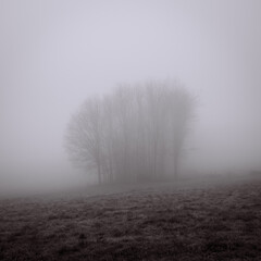 Obraz na płótnie Canvas Trees on a foggy day