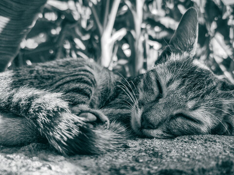 Black and white photograph of a Cute little Cat sleeping on a wall top in a daylight 