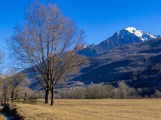 trees with blue sky in the background